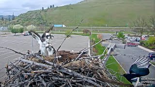 Black-billed Magpie Investigates Hellgate Osprey Nest, Gets Chased Away By Male – May 7, 2024