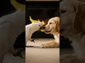 Cockatoo Shares Its Favorite Cookie With his Best Friend Watch This