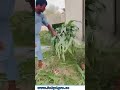 New Kpr's Chaff Cutter Trial | آج ہی اپنے جانوروں کے لئے سائلج جیسا چارہ بنائیں | #chaffcuuter #kpr
