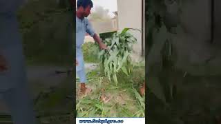 New Kpr's Chaff Cutter Trial | آج ہی اپنے جانوروں کے لئے سائلج جیسا چارہ بنائیں | #chaffcuuter #kpr
