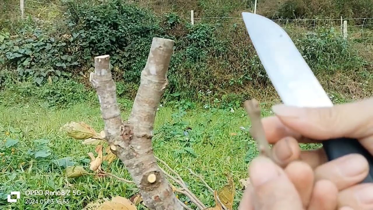 Cách ghép cây hồng không hạt bắc kạn ĐƠN GIẢN 4 tháng 1, 2024