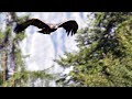 Eagle and Marmot Survival Strategies