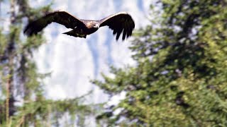 A Marmot Spots a Predatory Golden Eagle