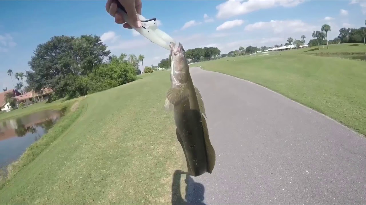 Pond Hopping Challenge?! (Decent Snakehead & Bass!!)