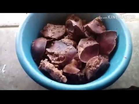 Vídeo: Como Você Pode Cozinhar O Coração E O Pulmão De Porco Deliciosamente?