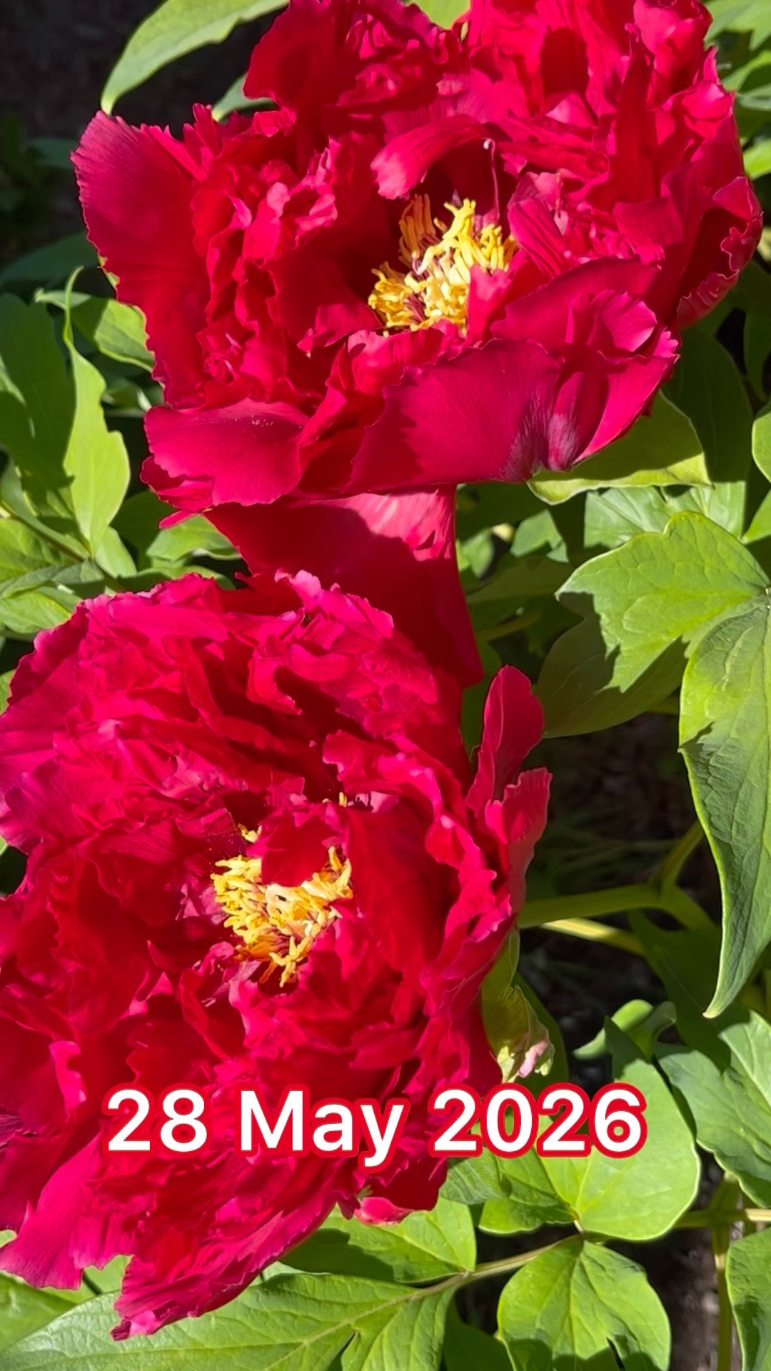 Tree Peony: Shimazukurenai 28 May 2026 紅牡丹：岛津红- YouTube