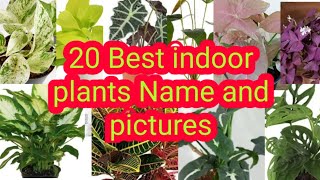 20 best indoor plants name and pictures