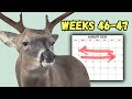 A Year in the Life of a Taxidermist! *WEEKS 46-47* August 4-15