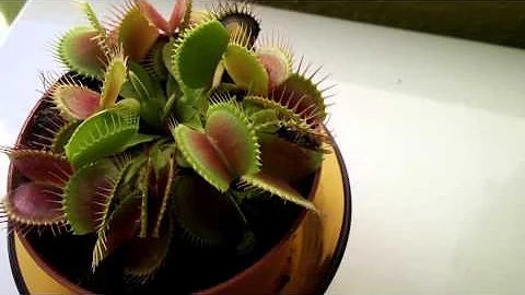 Venus Flytrap catches a wasp