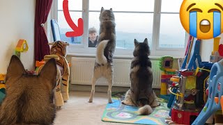 Heartbreaking Reunion With My Huskies & Kids!! [CUTEST VIDEO EVER!]