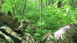 Friendly deer interrupts turkey hunters