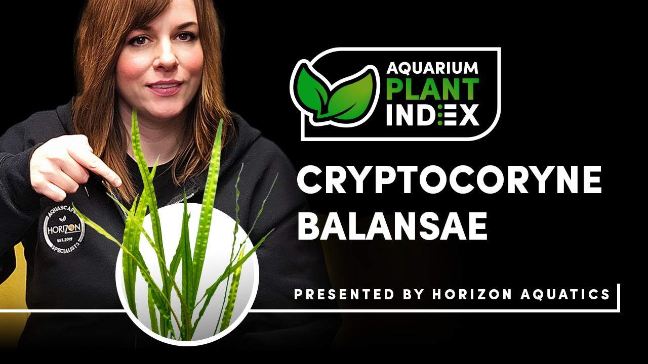 Aquascaping with Cryptocoryne Balansae | Best Tips for Success