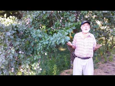 Video: Jefferson Gage Plum Info – Saznajte o Jefferson Gage Tree Care