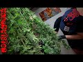 Harvest for vader og kush selection round for breeding