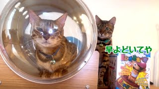 息子に宇宙船を全く譲る気がない父猫