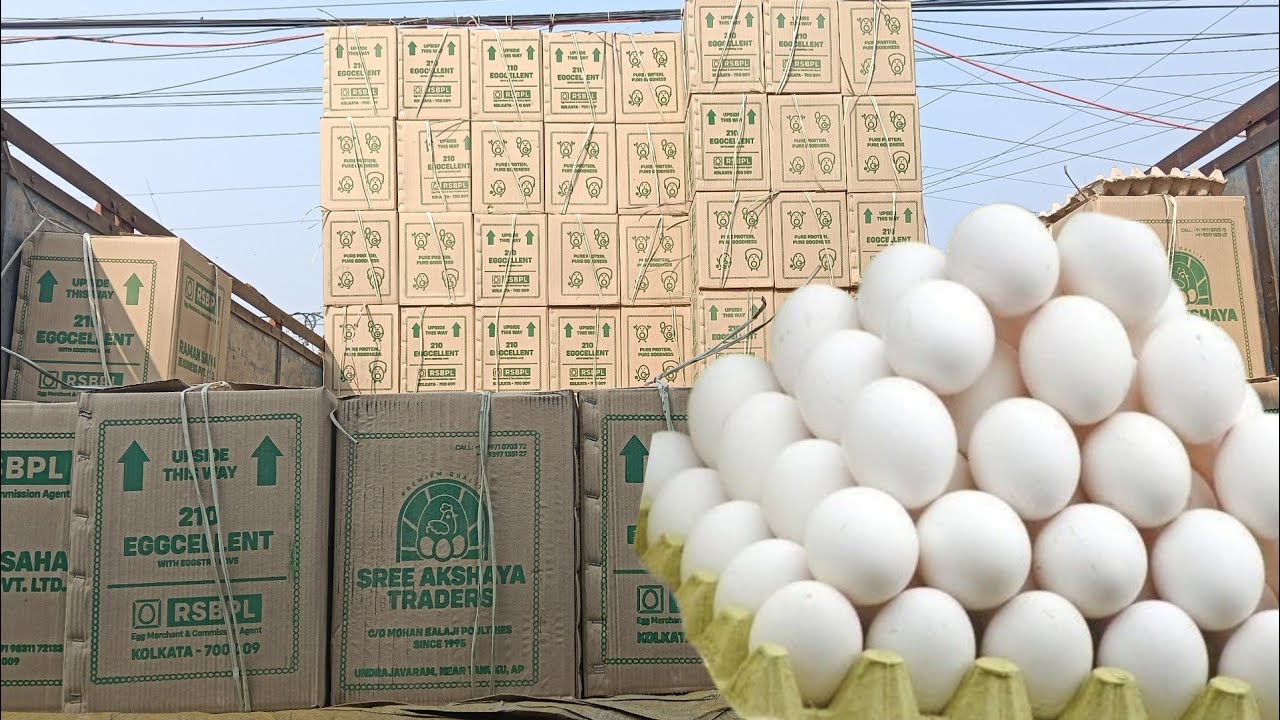 ডিমের পাইকারি বাজার | Egg Wholesale Market in Kolkata | Dim Wholesale Business | Egg rate today |
