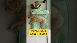 강아지 왜 이렇게 잘까요? 옆으로 누워 자는 자세 #shorts #강아지 #댕댕이 #강아지브이로그