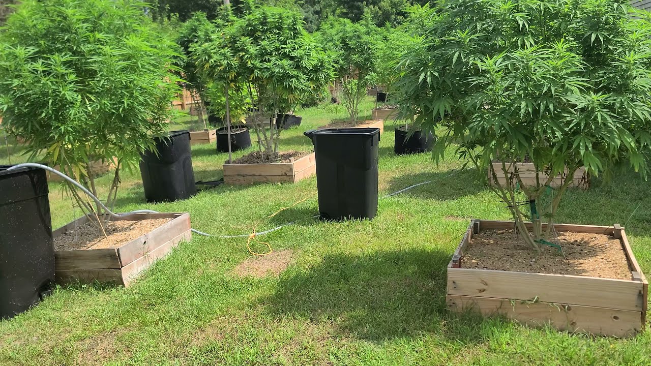 2021 Michigan Outdoor Grow || Grow Your Own Dispensary || Gorgeous Pink Pistols ||