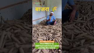 बाजरा 🌾 #Pearl Millet #millet #food #crop #harvest #ytshorts #youtubeshorts #shorts