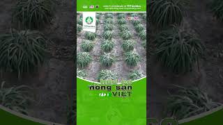 Bí Quyết Trồng Thanh Long Ruột Đỏ Đạt Hiệu Quả Cao - Hữu Cơ Cho Nông Sản Việt