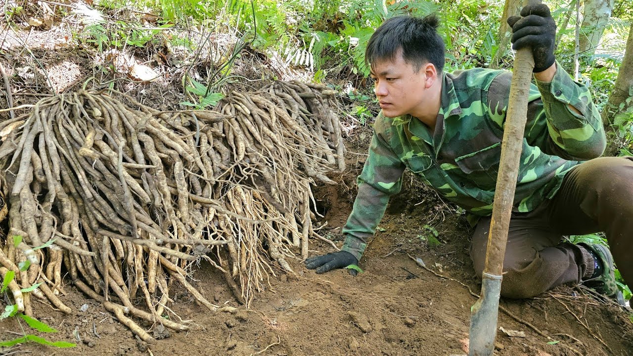 Trieu Kha followed the deep forest trail, collecting valuable medicinal herbs for extra income.