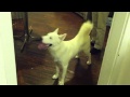 Razor the (Super Hyper) Dog Razor the (Super Hyper) Dog