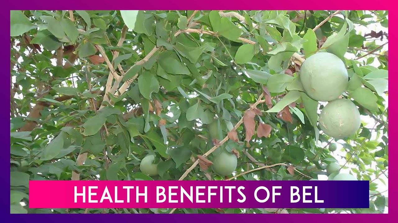 Mahashivratri Offerings Medicinal Benefits Of The Humble Bel Or Bilva YouTube