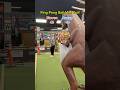 Ping Pong Ball Mini Golf (Holes 17-18) IT ALL COMES DOWN TO THIS!