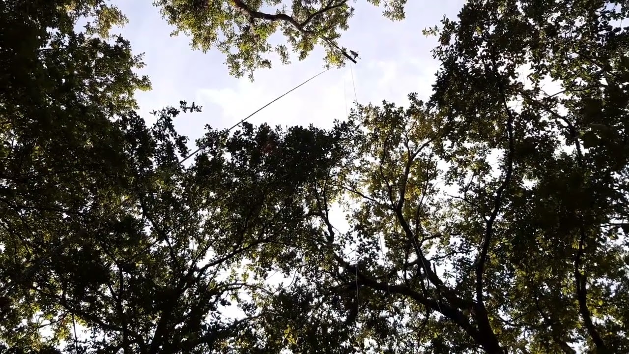 palombe.org - Gros pigeons qui claquent