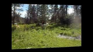 Bareback Bridleless Horse Jumping on Troiya.wmv