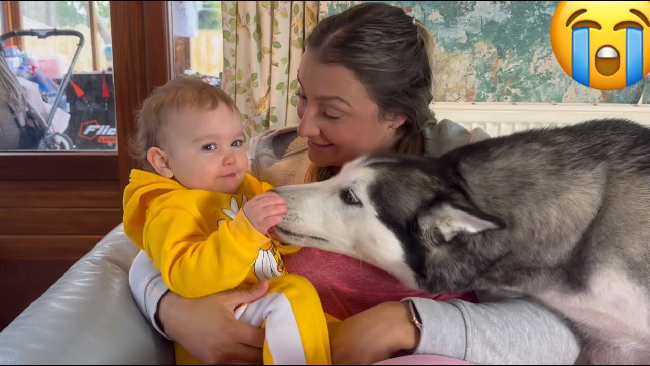 Lola The Husky Thinks She’s More Of A Baby Than My Baby Daisy!😂💖. [TRY NOT TO SMILE!!]