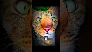 When cats get stung by bee 💀#catmemes #usa #brainrot #cat #shorts