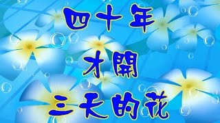 一輩子最多只能看到兩次開花的植物