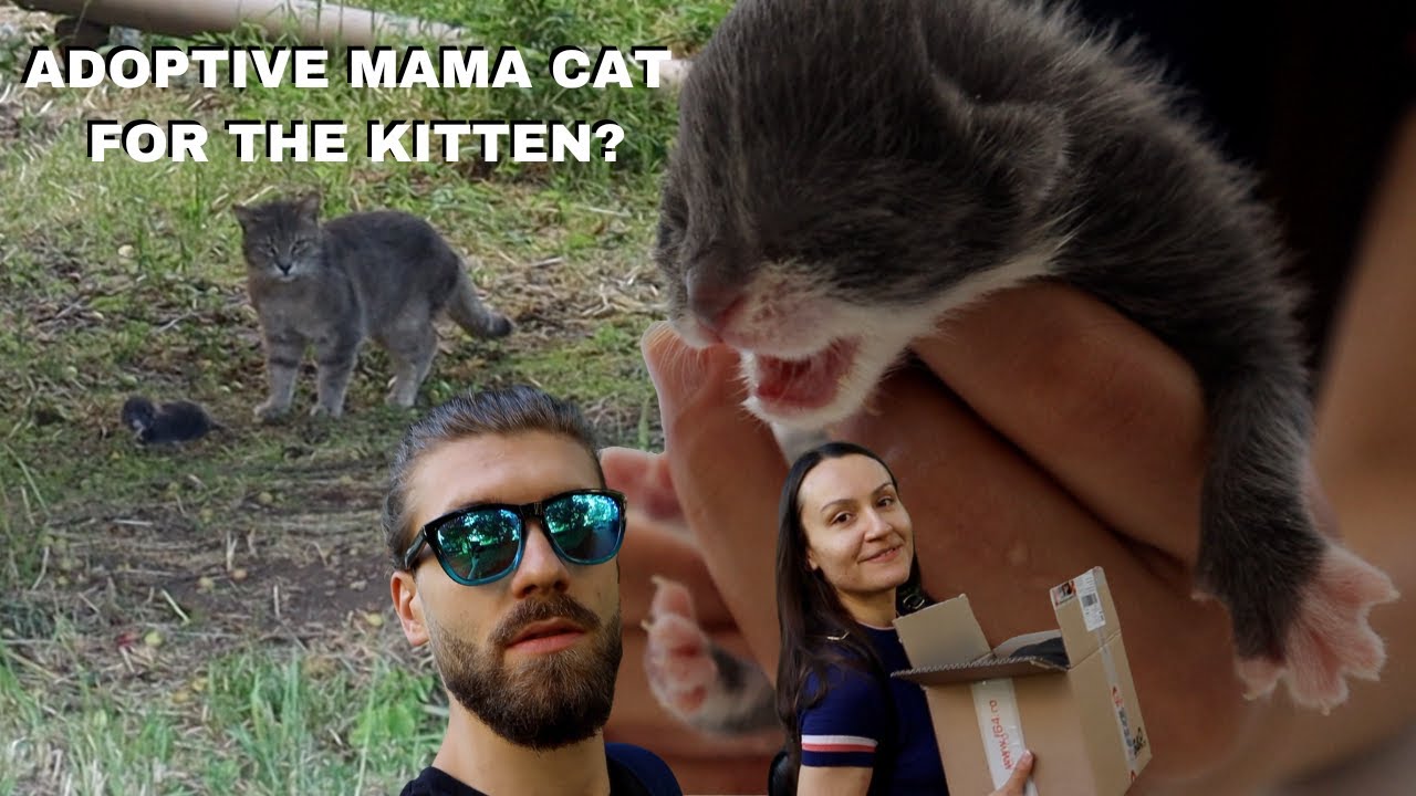 Searching for a MAMA CAT FOR THE KITTEN