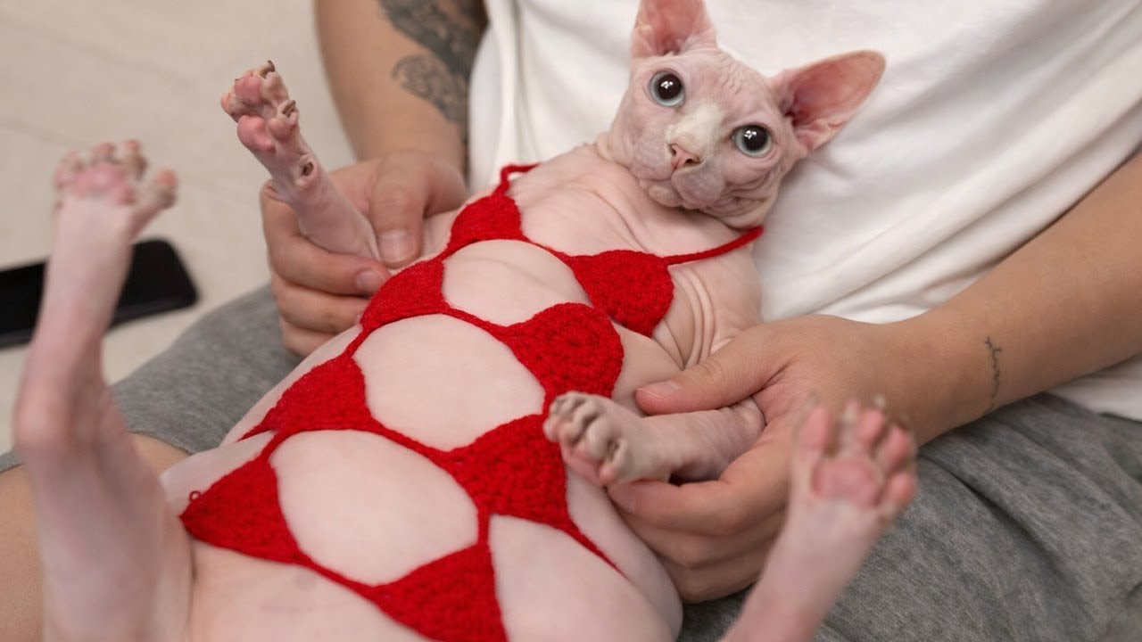 Cats Being Weird Again 🤣 The Funniest CATS Video 2026🐾 🤣