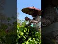 Women plucking tea leaves in Assam