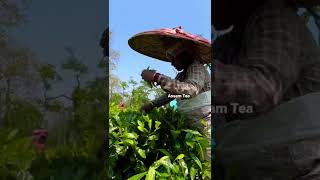 Women plucking tea leaves in Assam