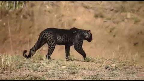 blacky , Melanistic black leopard at tadoba andhari tiger reserve chandrapur
