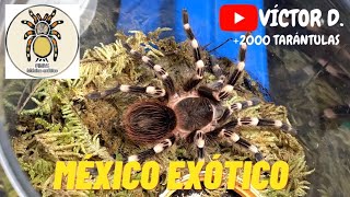 CRIADERO con +2000 tarántulas y otros bichos 🕷️ | PIMVS México exótico