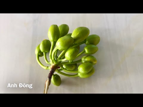 Video Mùng 4 Tết Mai Đọt Xanh Hoa Chùm Quảng Nam - youtube
