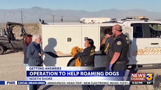 Dept. of Animal Service conduct operation to help roaming dogs issue in North Shore