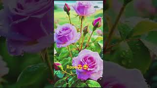 Mawar Cantik Yang Menawan  Dibuat Oleh Ai  bunga tren celana Pendek celana Pendekyoutube