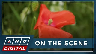 'They're humming': UK cities install biodiversity-boosting 'Vertical Meadows' | ANC
