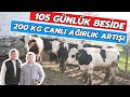 105 Günlük Beside 200 Kg Canlı Ağırlık Artışı