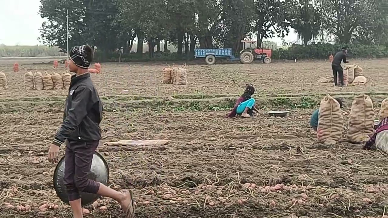 Kufri Uday 7008 harvesting 80 day 5 /1 /2026