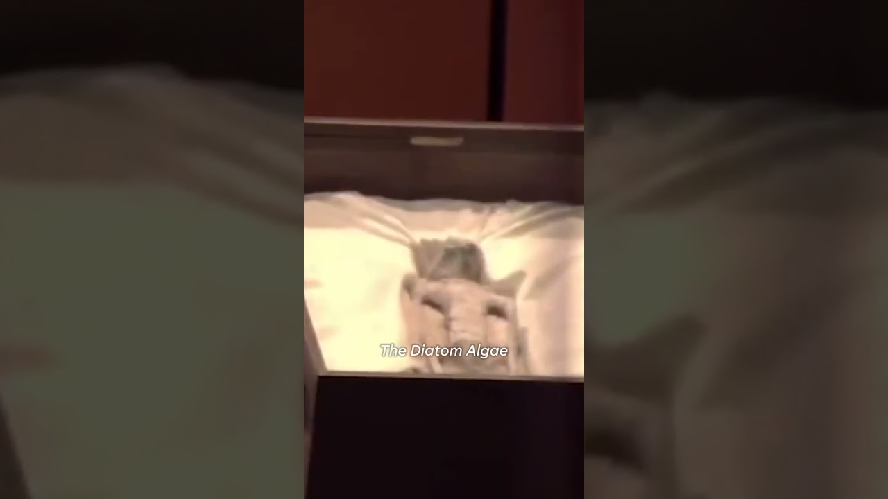 Bizarre ‘bodies’ found in Peru presented to Mexico’s Congress #Shorts