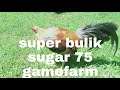 September 13 2020 super bulik