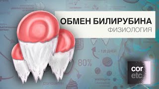 картинка: Обмен билирубина (метаболизм билирубина).