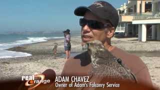 Details Adam's Falconry Service-Beach Update
