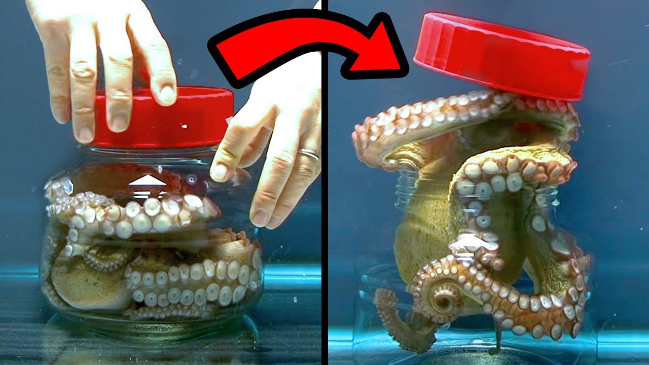 Momentos de Genialidade Animal Que Vão Te Surpreender - Parte 2